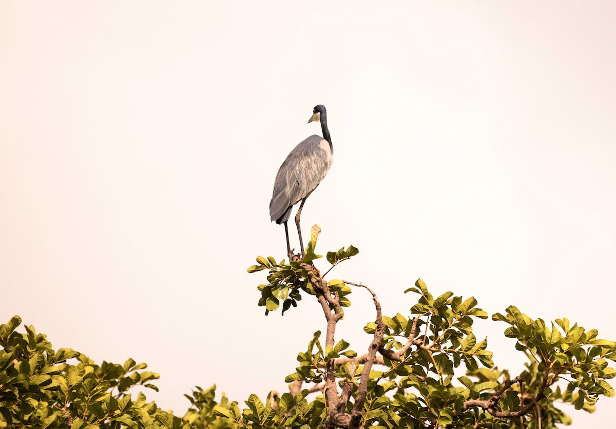 Black-headed Heron - ML543818591