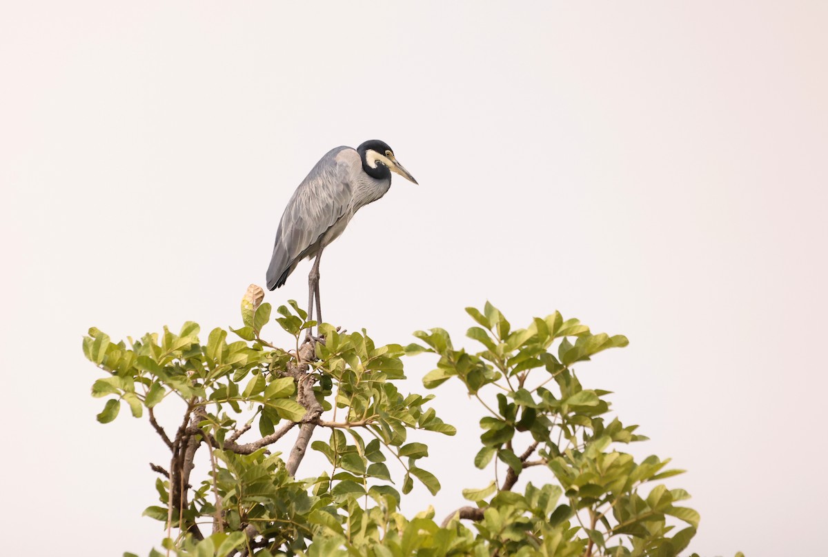 Black-headed Heron - ML543818601