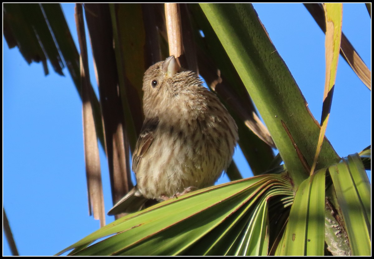 House Finch - ML543818711