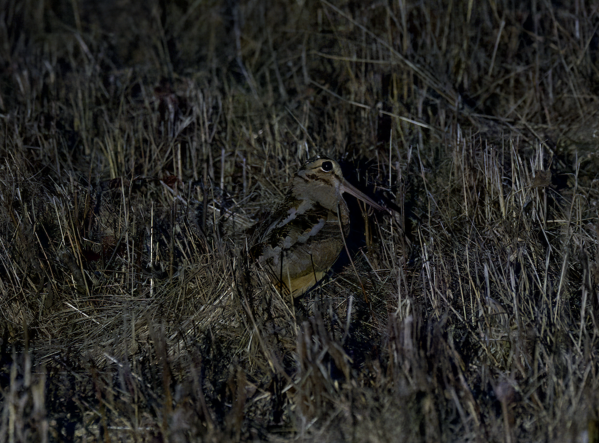 American Woodcock - ML543819121