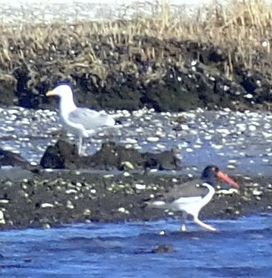 American Oystercatcher - ML543819711