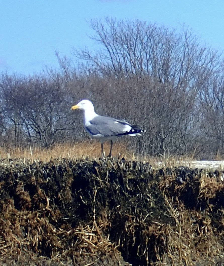 American Herring Gull - ML543819741