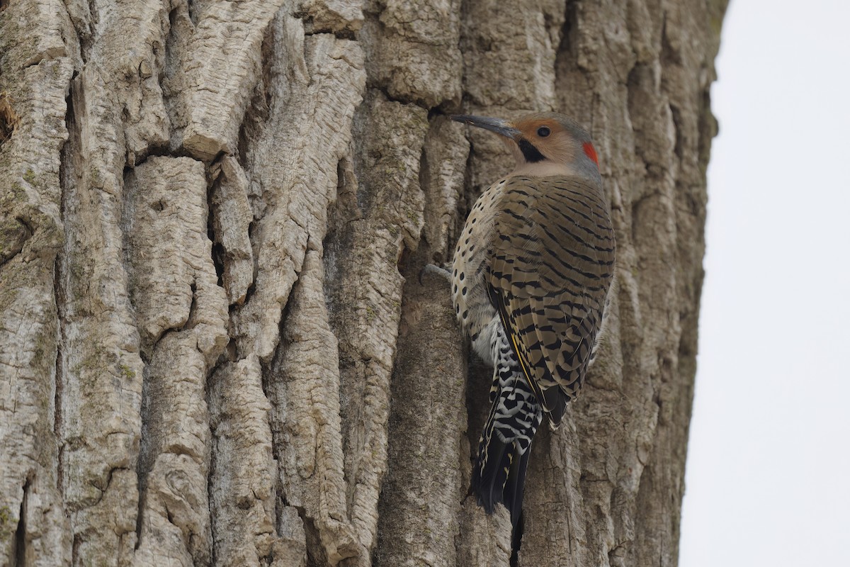 Northern Flicker - ML543820761