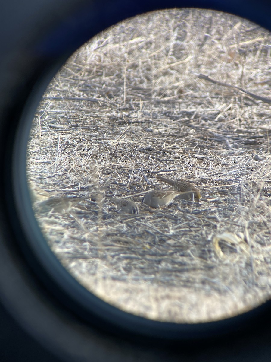 Golden-crowned Sparrow - ML543820981