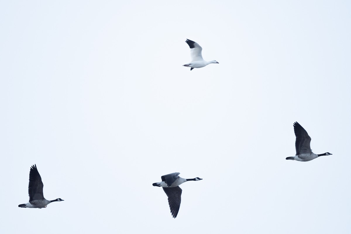 Snow Goose - ML543821241