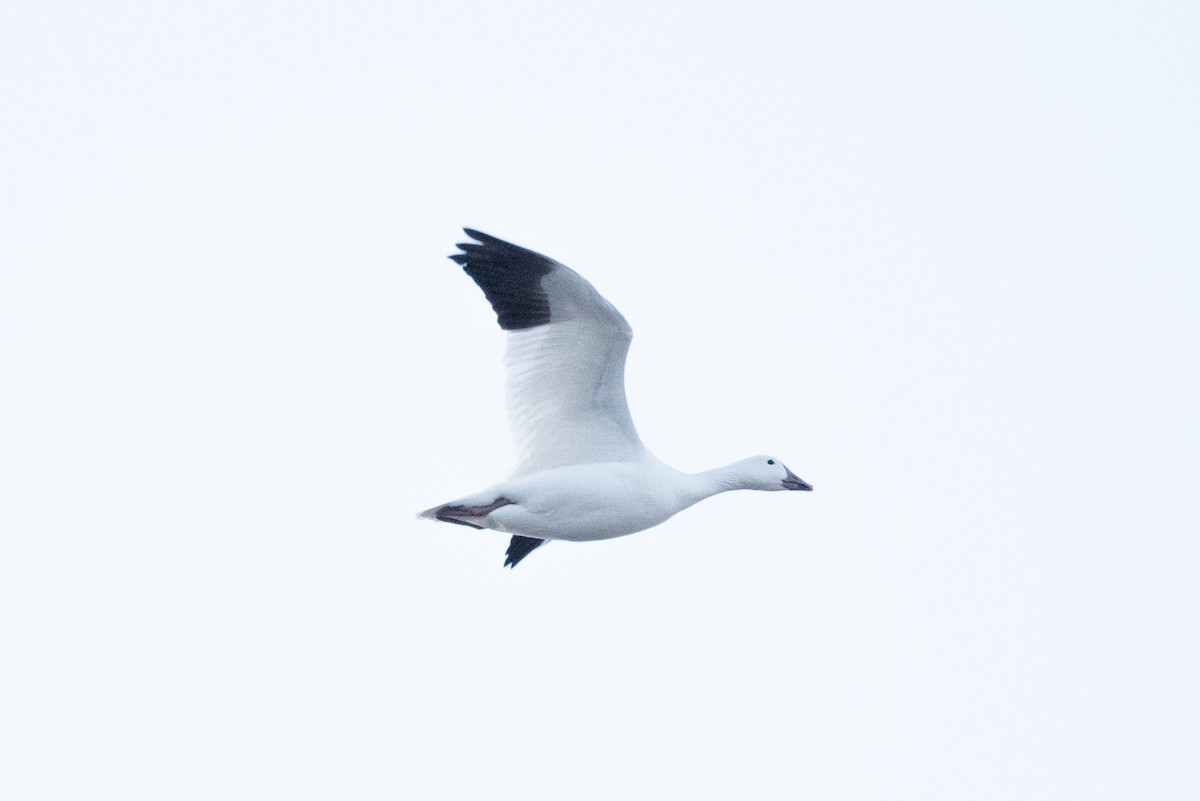 Snow Goose - ML543821261