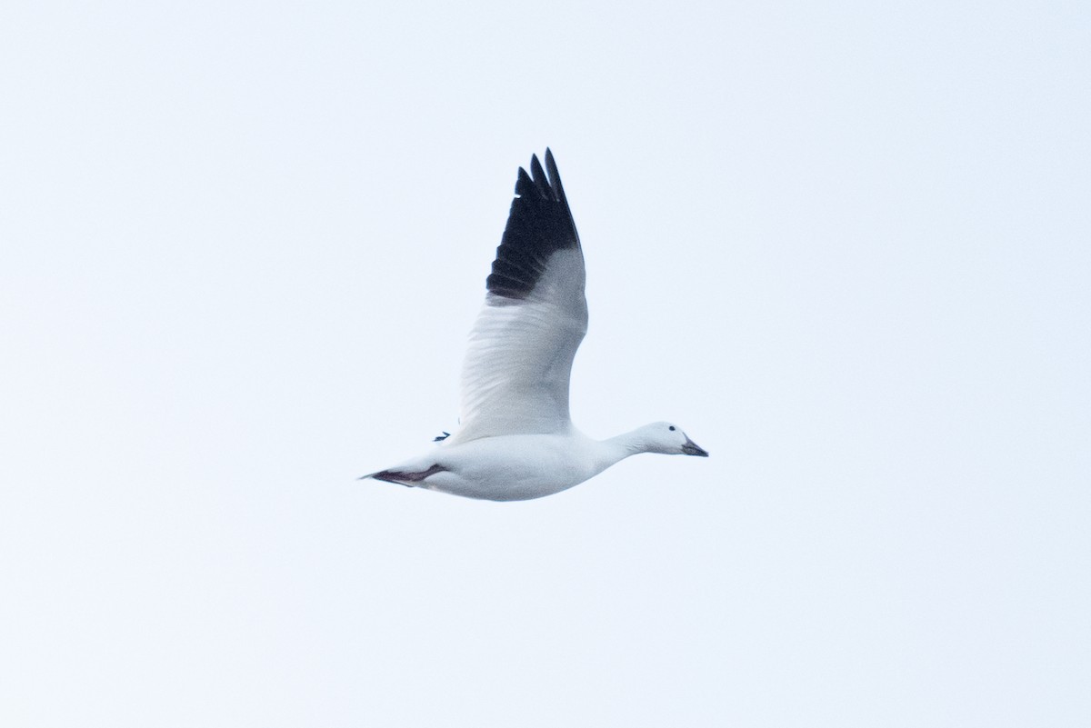 Snow Goose - ML543821321