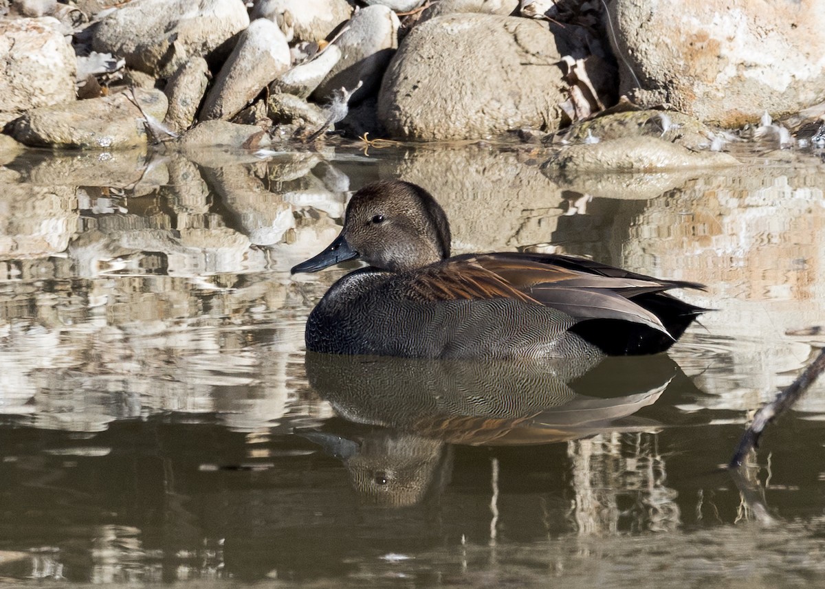 Canard chipeau - ML543824891