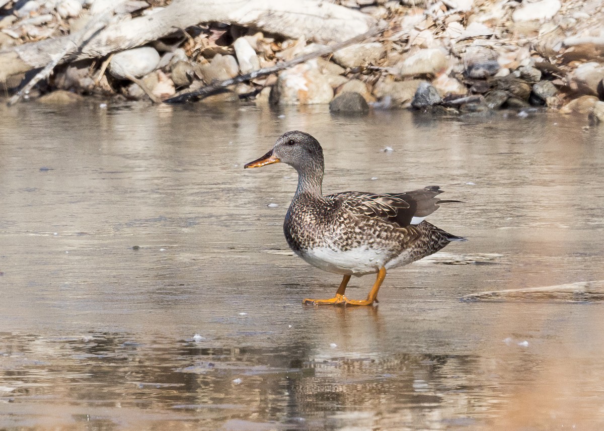 Gadwall - ML543824901