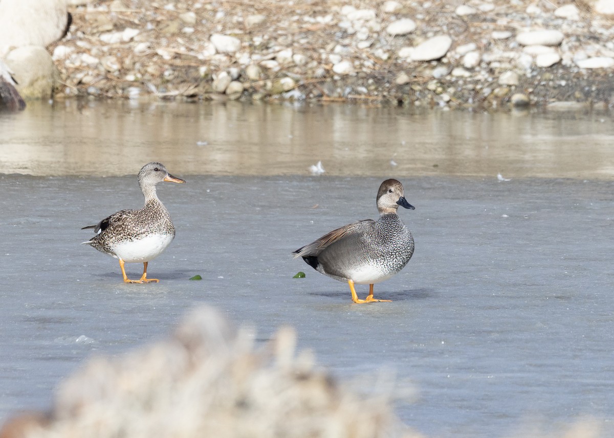 Canard chipeau - ML543824921