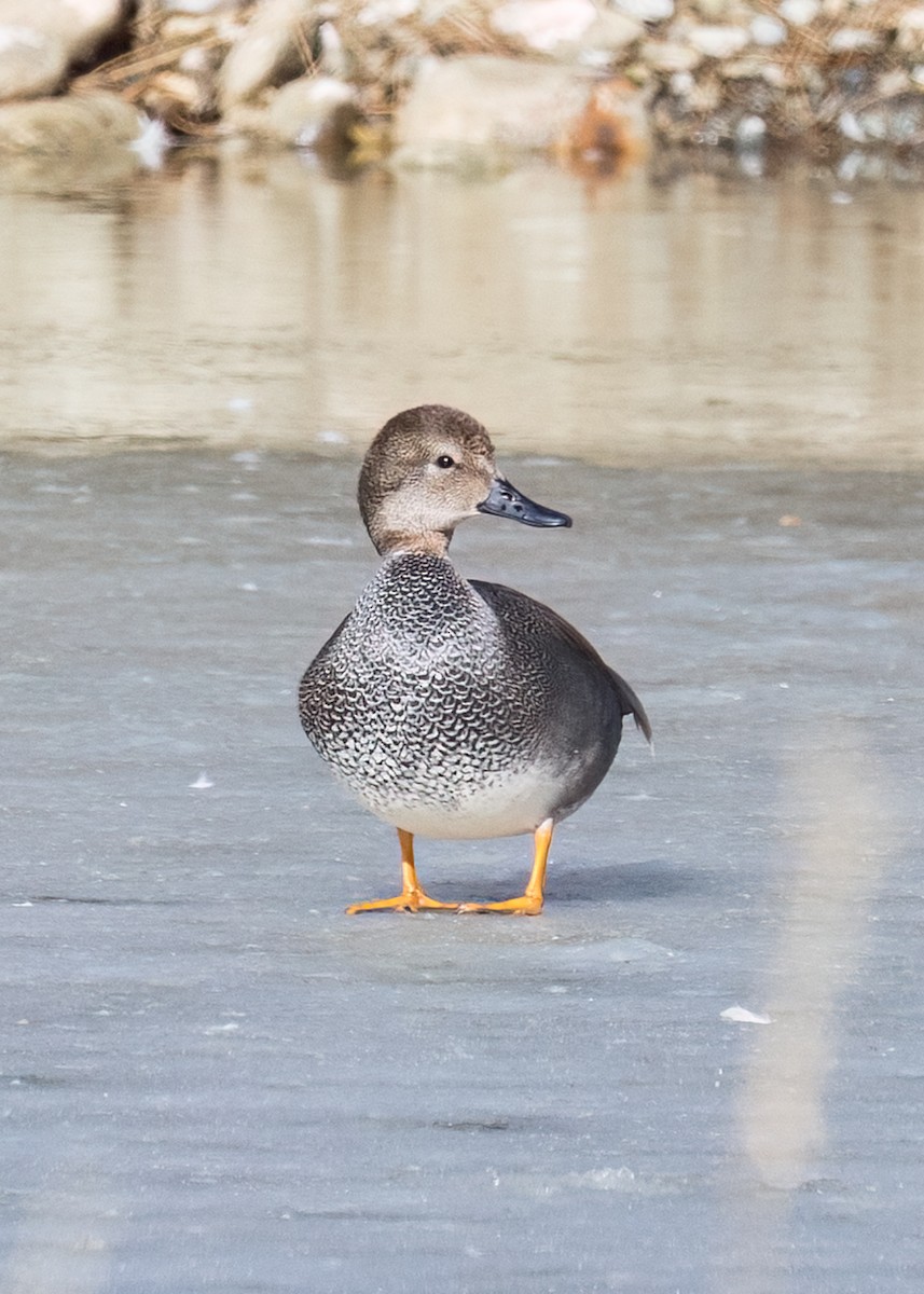 Gadwall - ML543824941