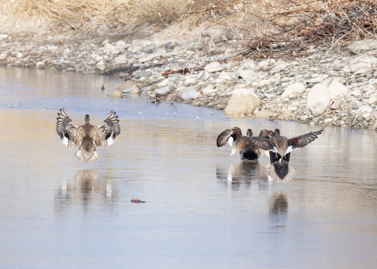 Gadwall - ML543824951