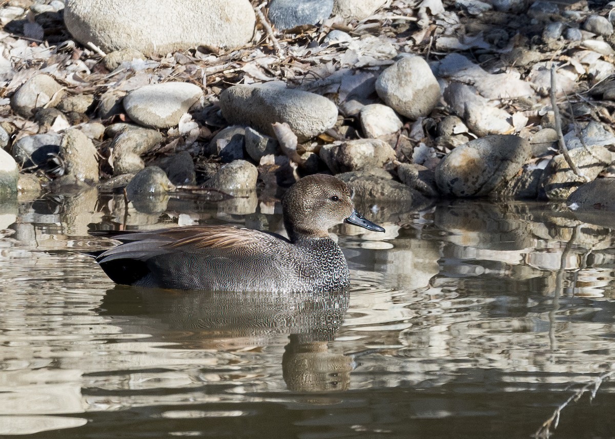 Gadwall - ML543824971