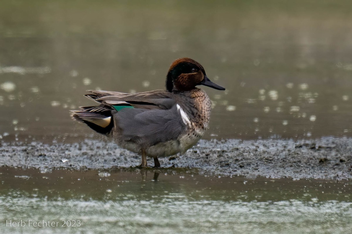 Green-winged Teal - ML543826931