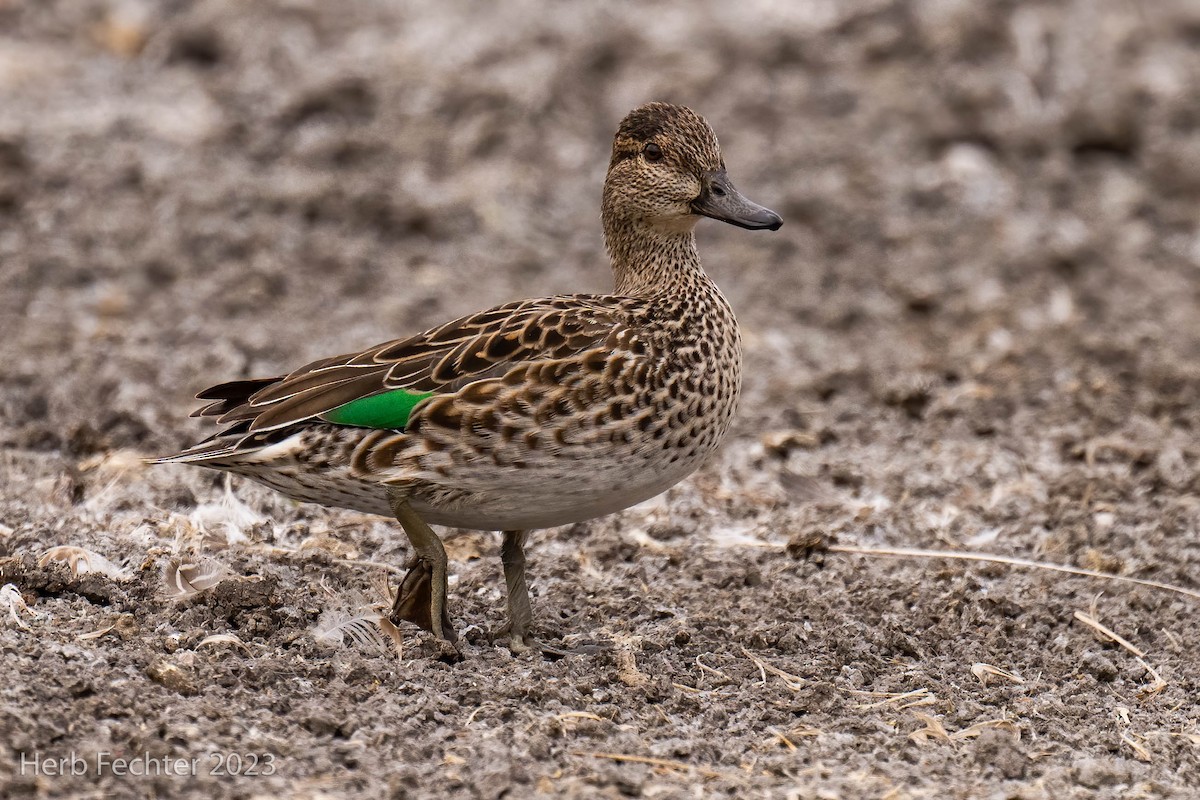 Green-winged Teal - ML543826941