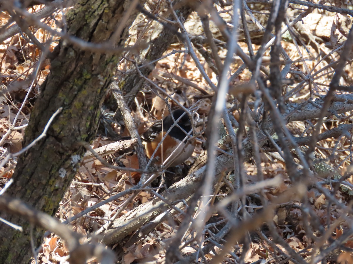 Spotted Towhee - ML543827941