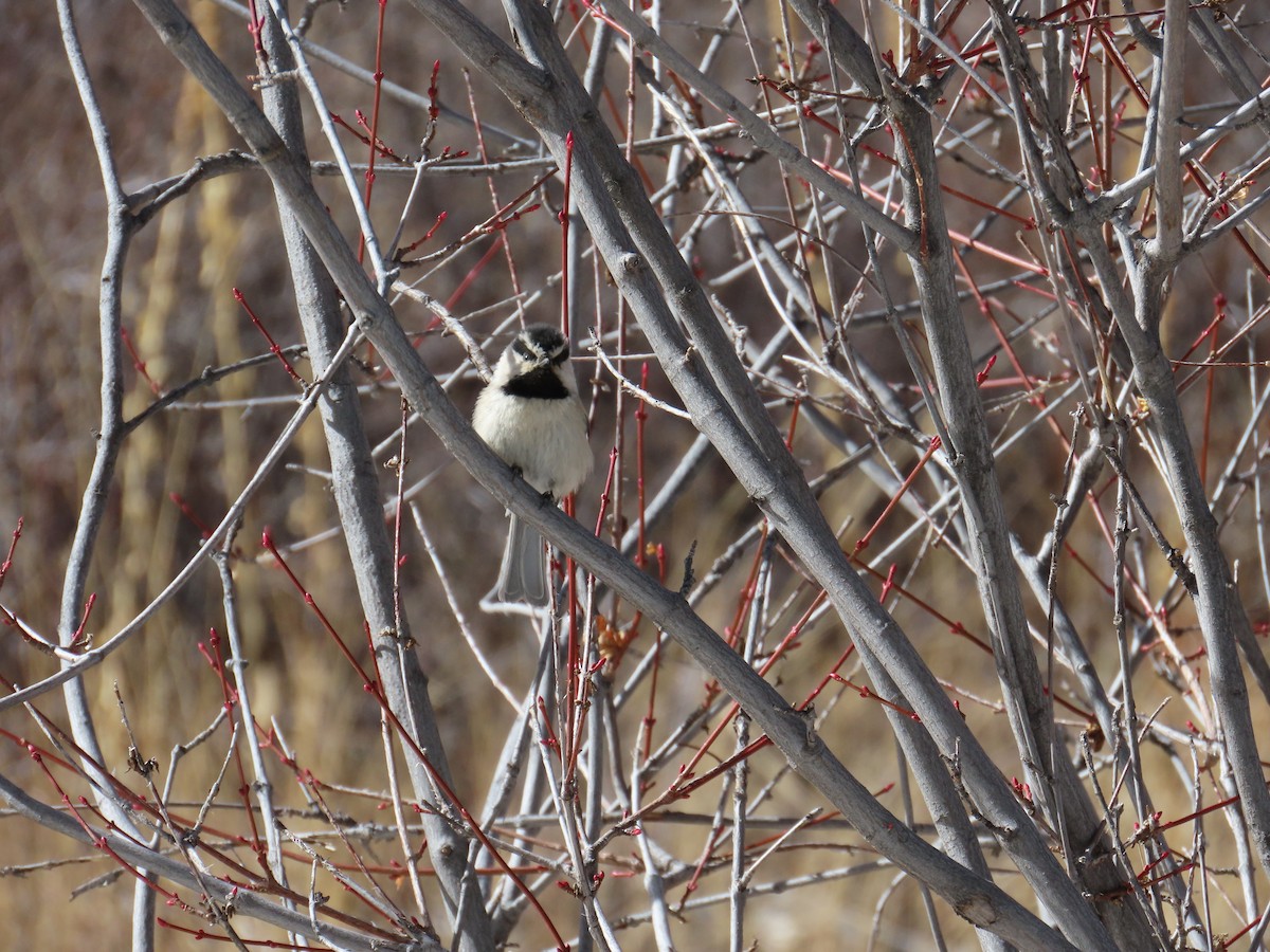Mountain Chickadee - ML543828241