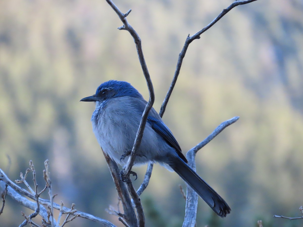 Woodhouse's Scrub-Jay - ML543828411