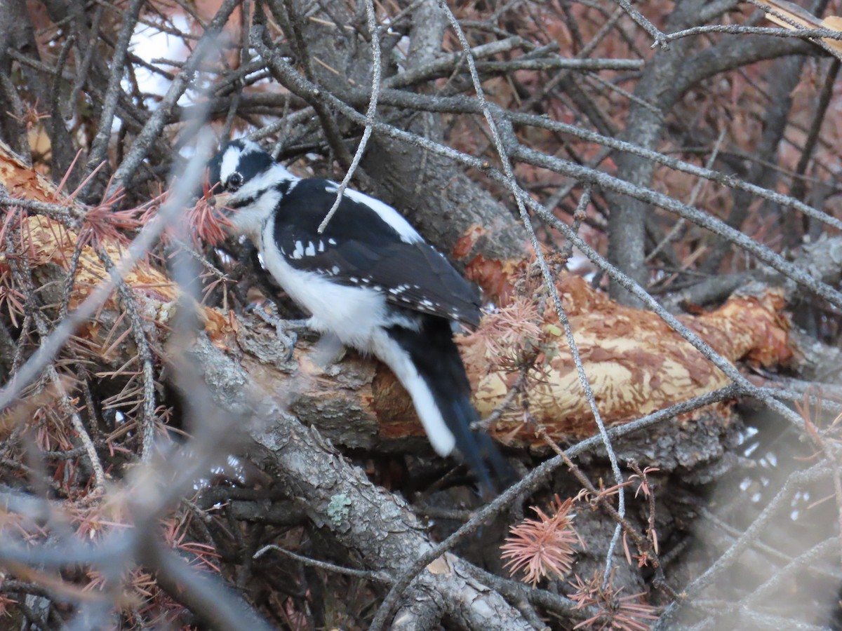 Hairy Woodpecker - ML543828611