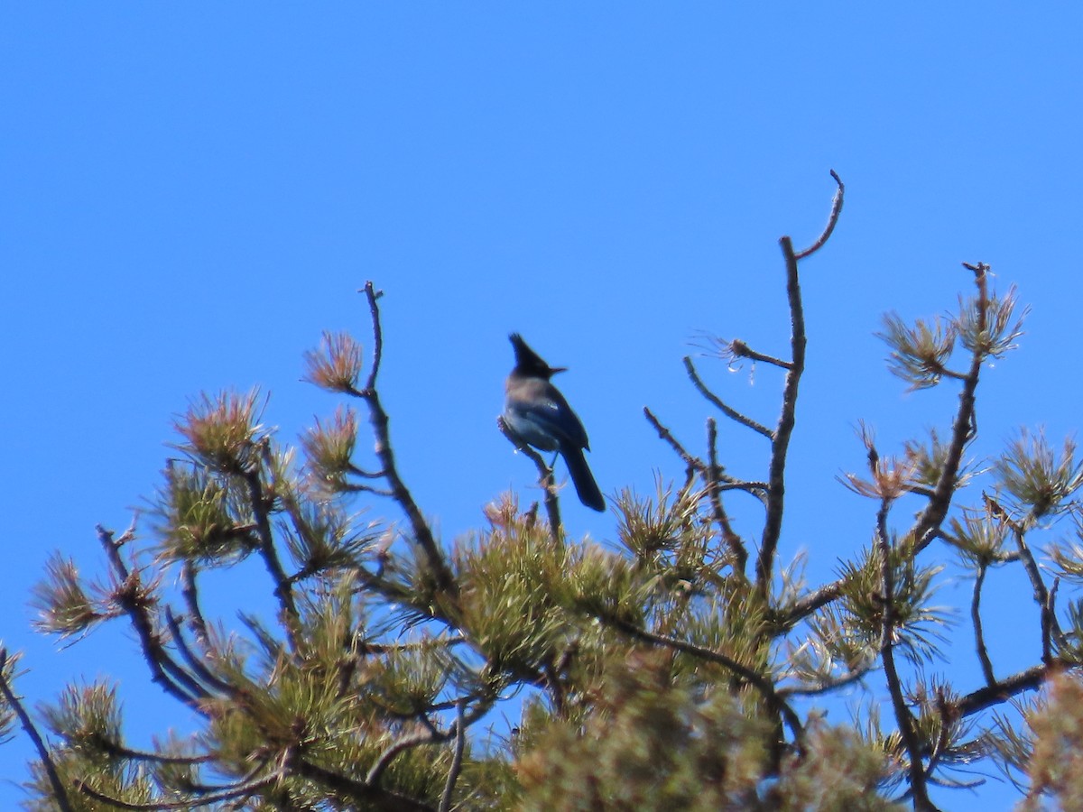 Steller's Jay - ML543828621