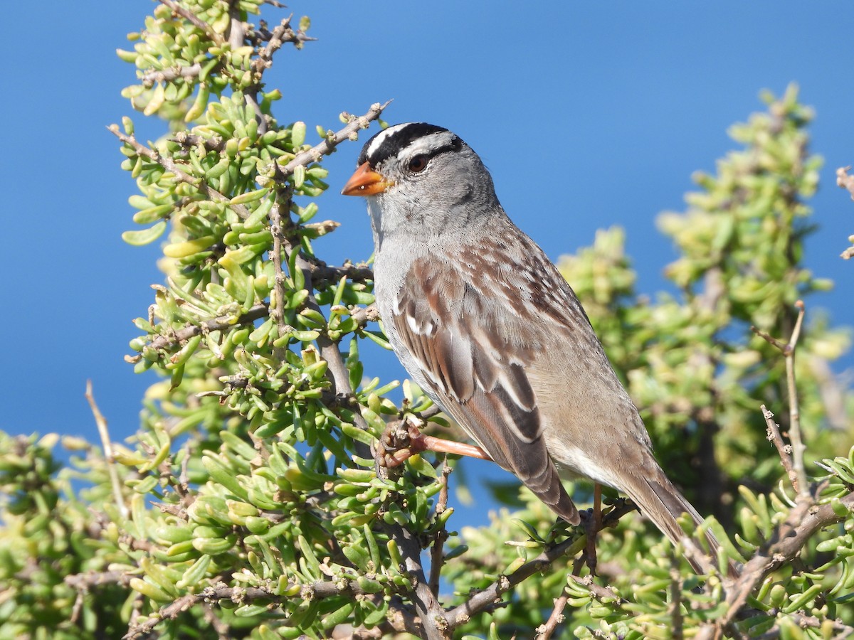 White-crowned Sparrow - ML543829131