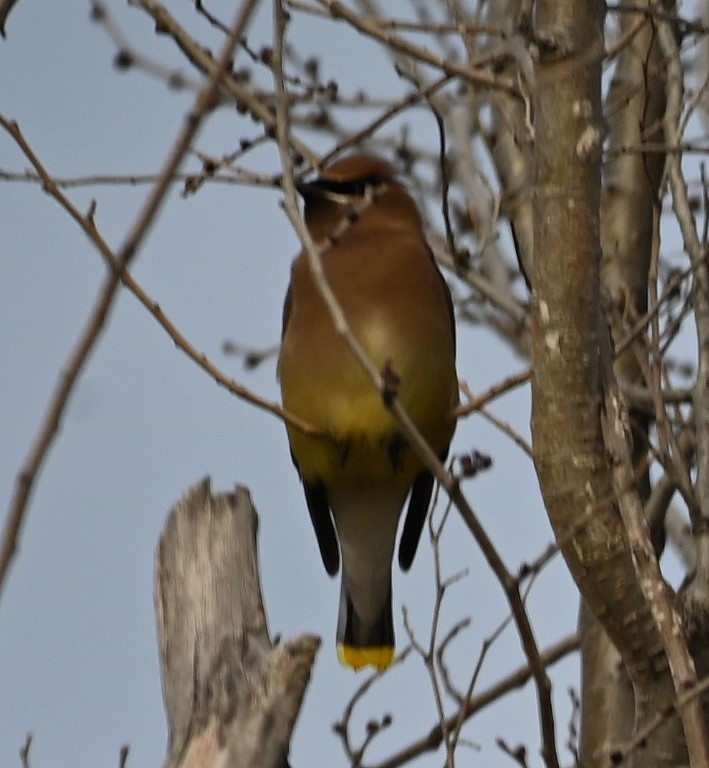 Cedar Waxwing - ML543829461