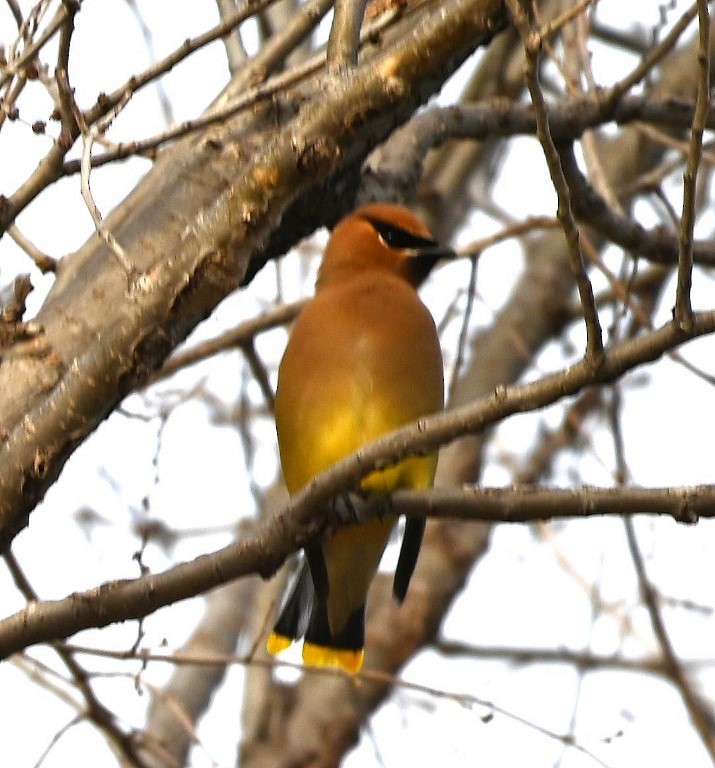 Cedar Waxwing - ML543829471