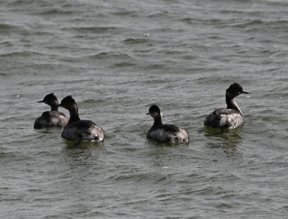 Eared Grebe - Steve Davis