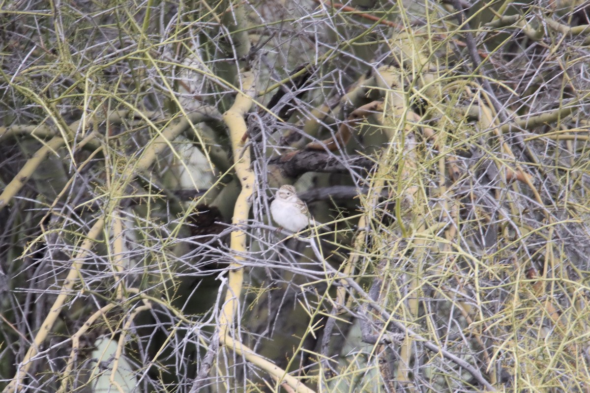 Brewer's Sparrow - ML543830161