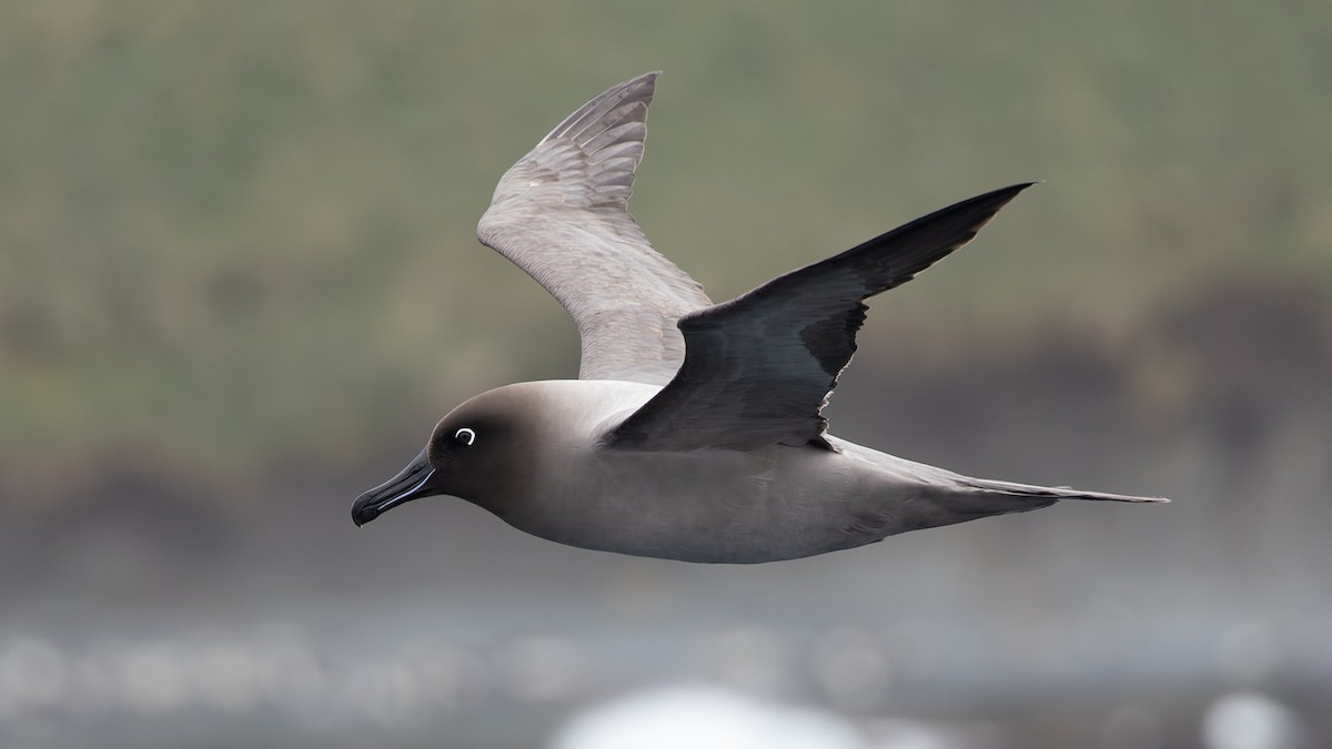 Light-mantled Albatross - David Newell