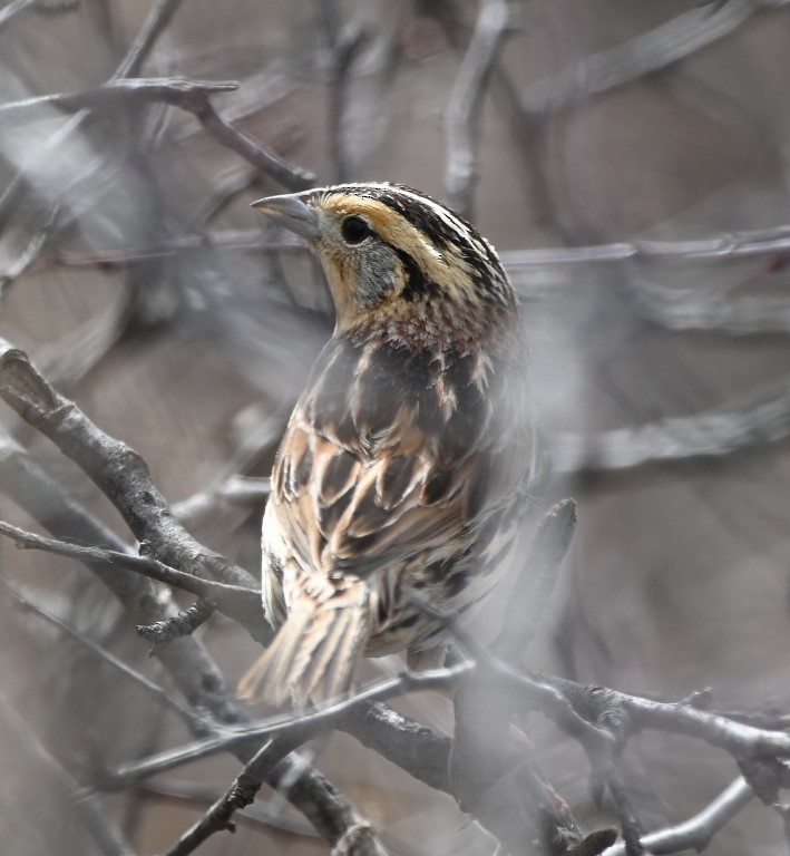 LeConte's Sparrow - ML543830971