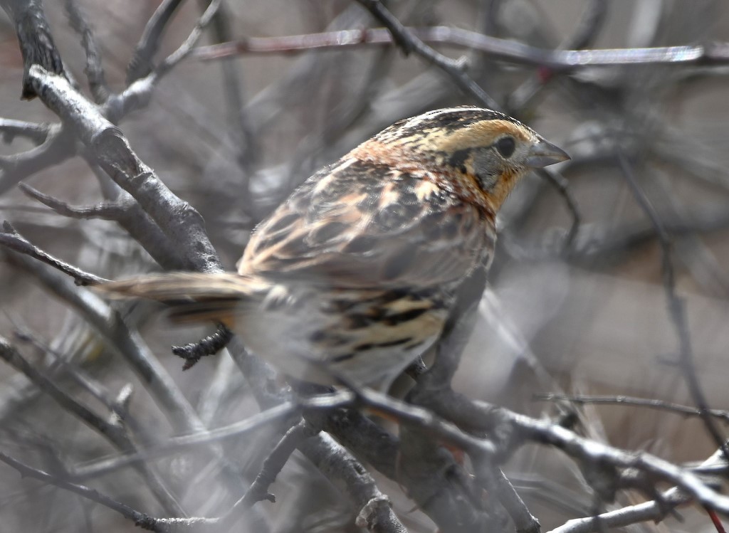 LeConte's Sparrow - ML543830981
