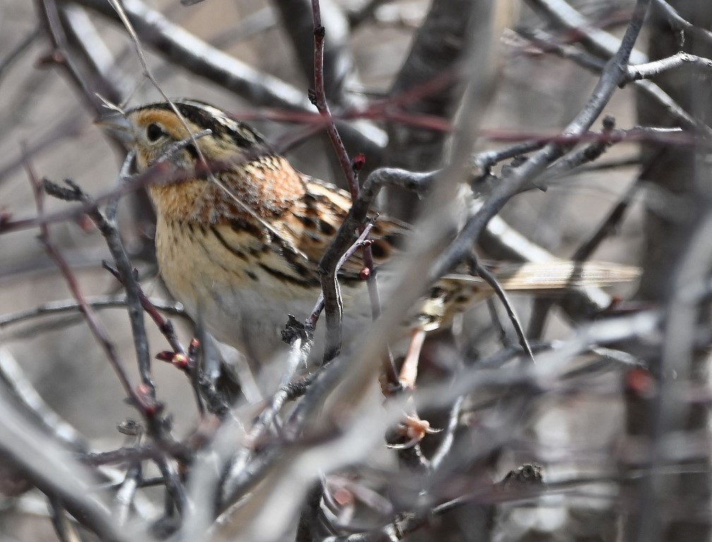 LeConte's Sparrow - ML543830991