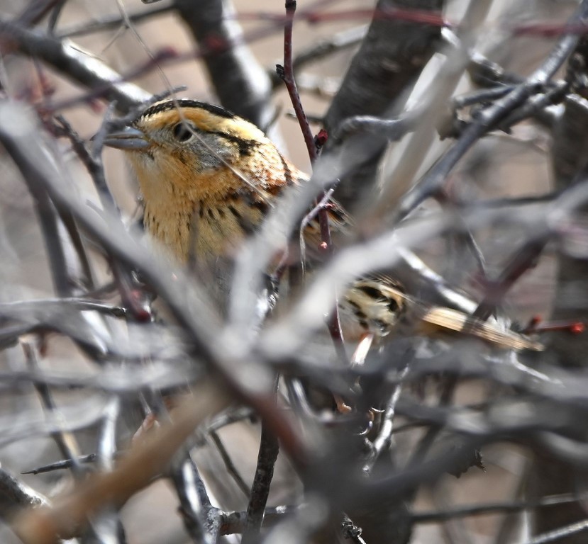 LeConte's Sparrow - ML543831001
