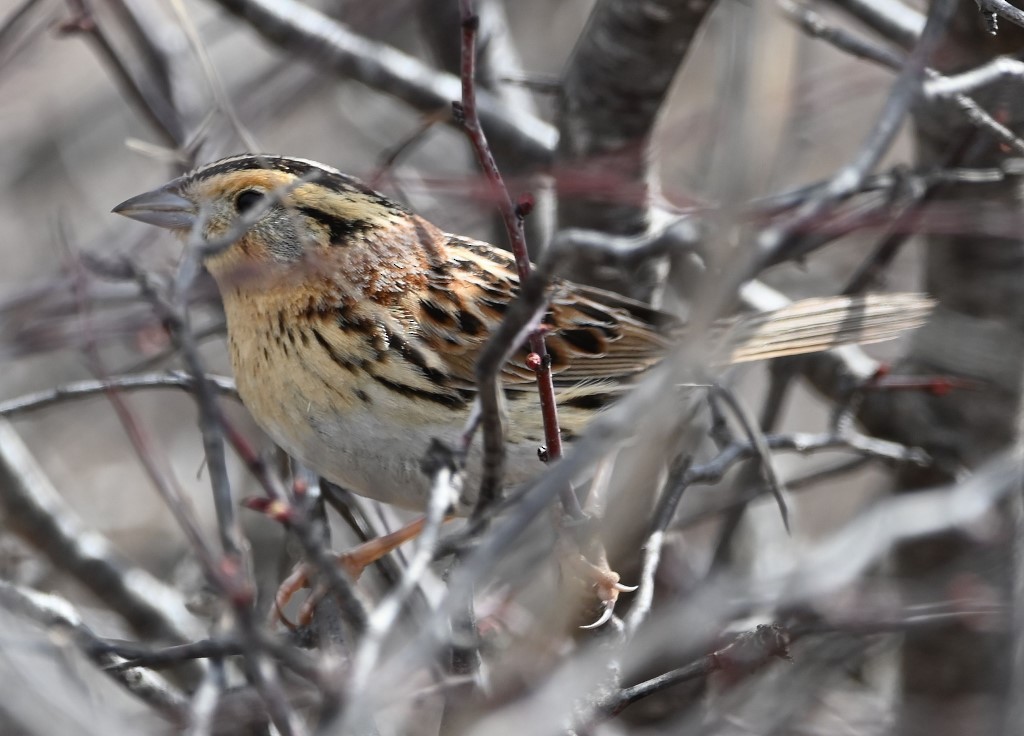 LeConte's Sparrow - ML543831011