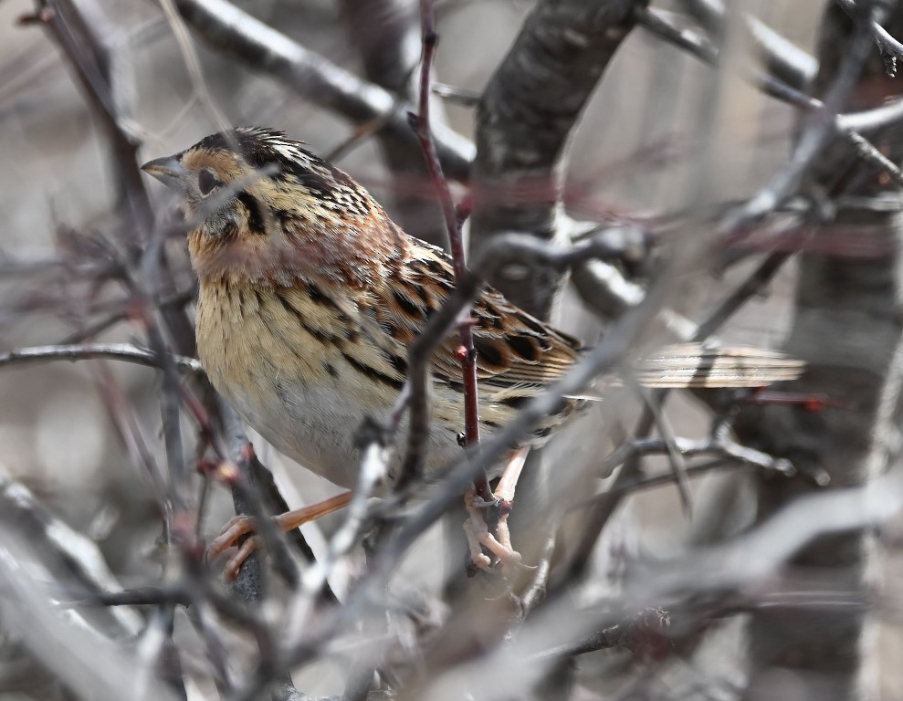 LeConte's Sparrow - ML543831021