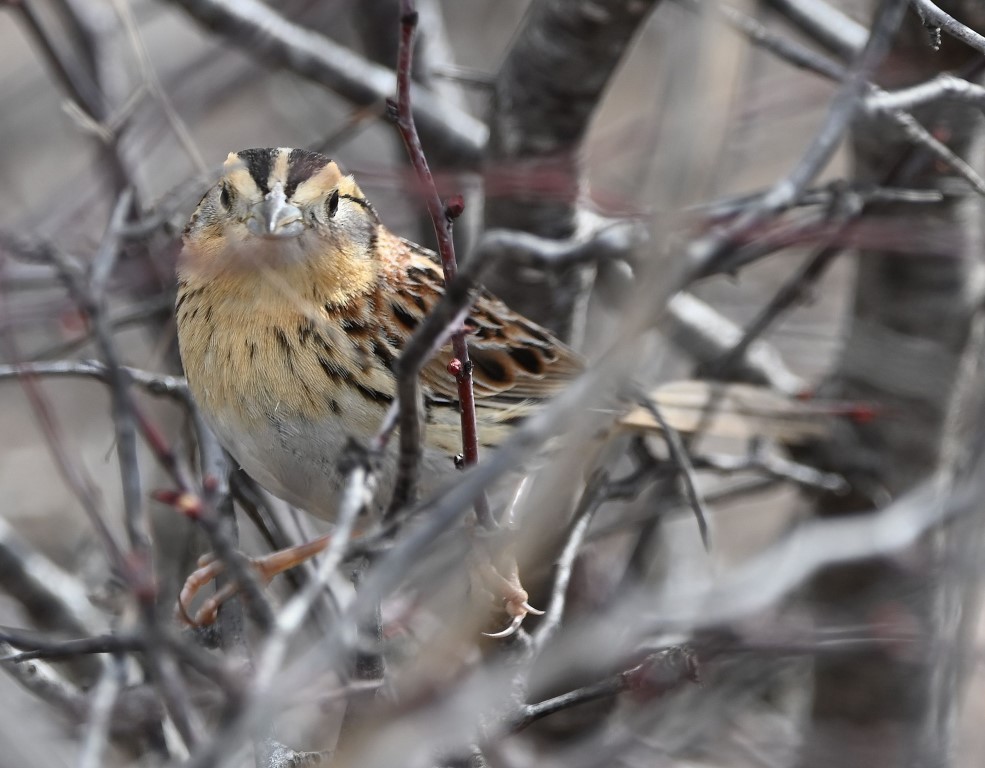LeConte's Sparrow - ML543831031