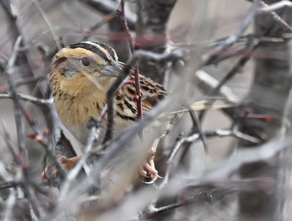 LeConte's Sparrow - ML543831041