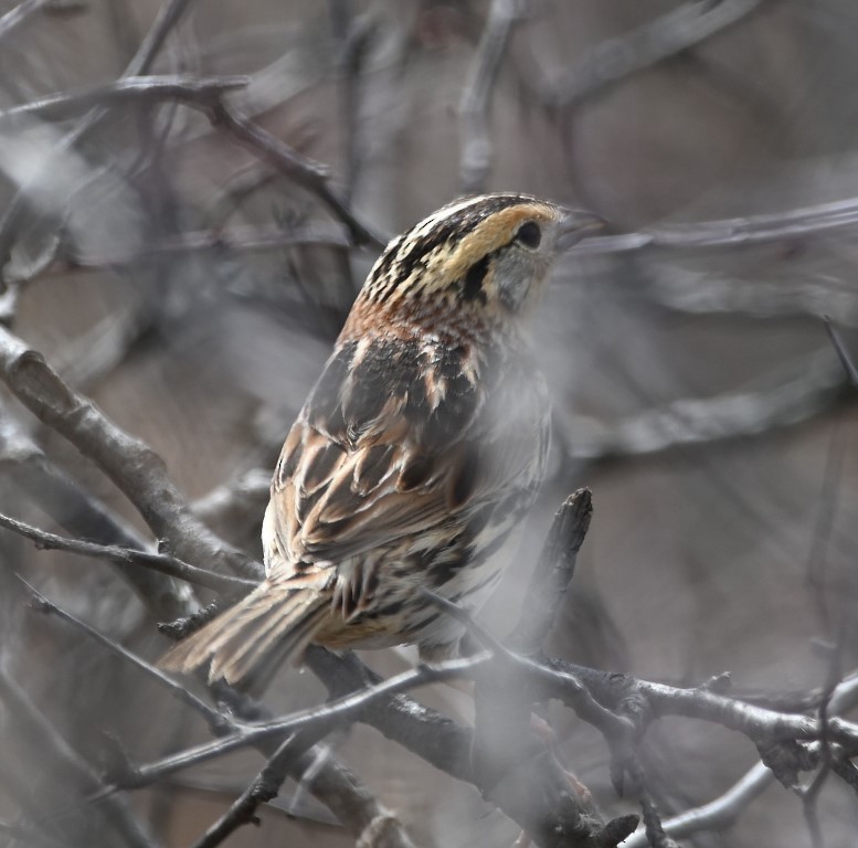 LeConte's Sparrow - ML543831051