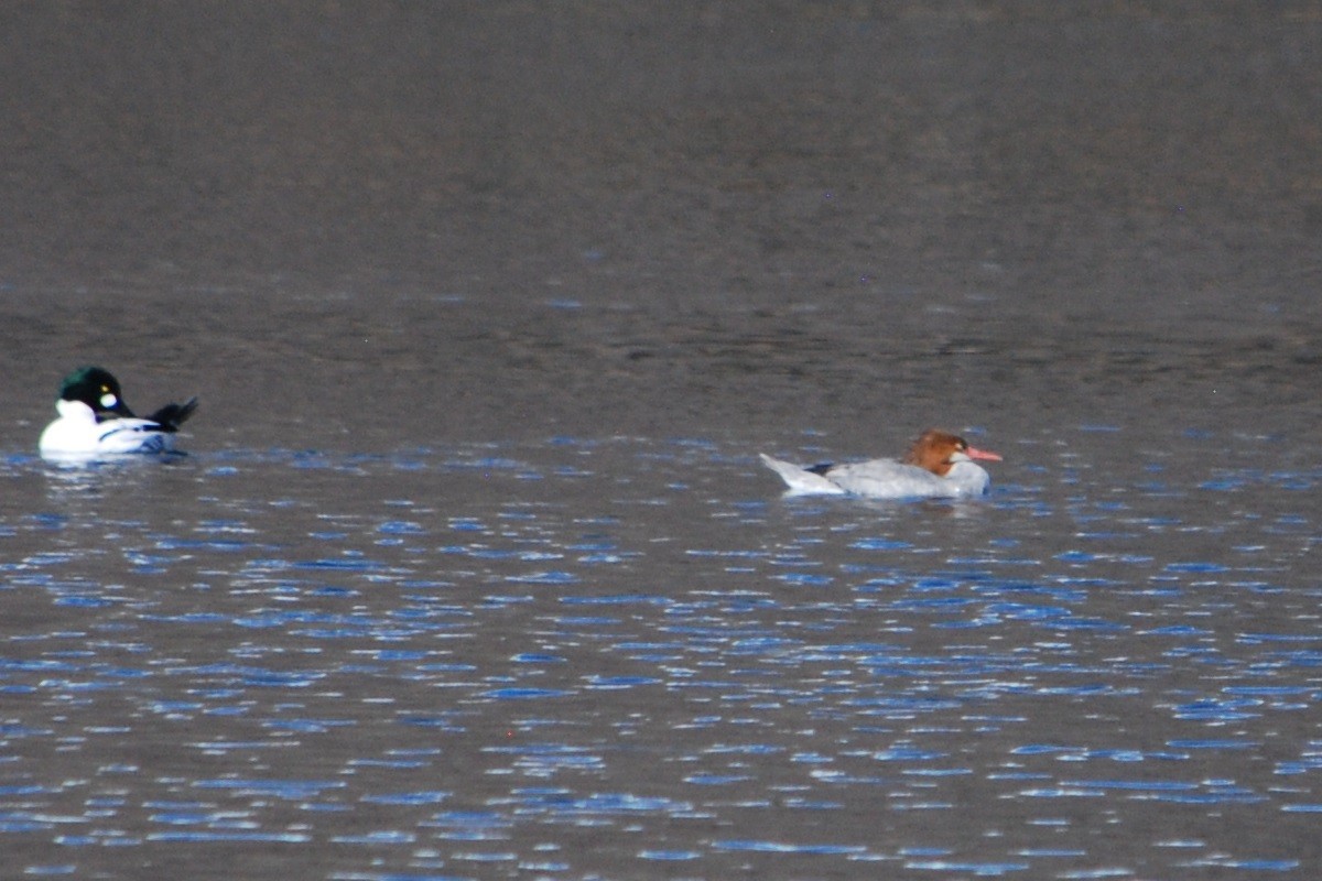 Common Merganser - ML543831061