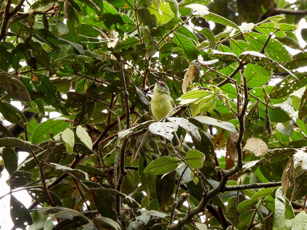 Cinnamon-faced Tyrannulet - ML543831331