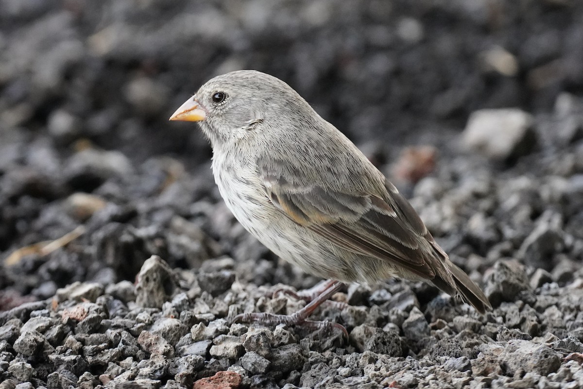 Small Ground-Finch - ML543832561