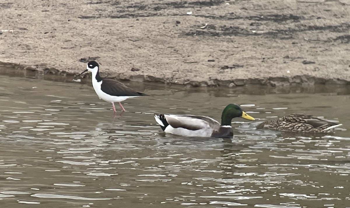 Black-necked Stilt - ML543832701