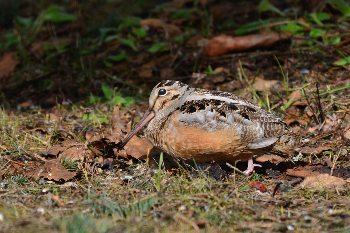 American Woodcock - ML54383431