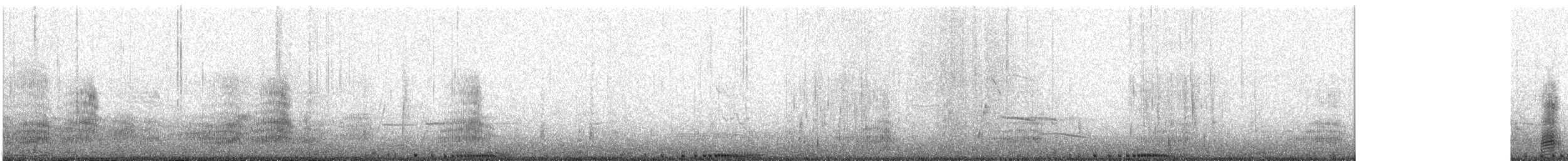 holub skalní (domácí) - ML543834311