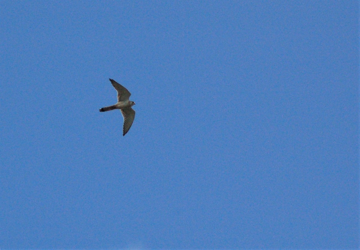 Nankeen Kestrel - ML543835921
