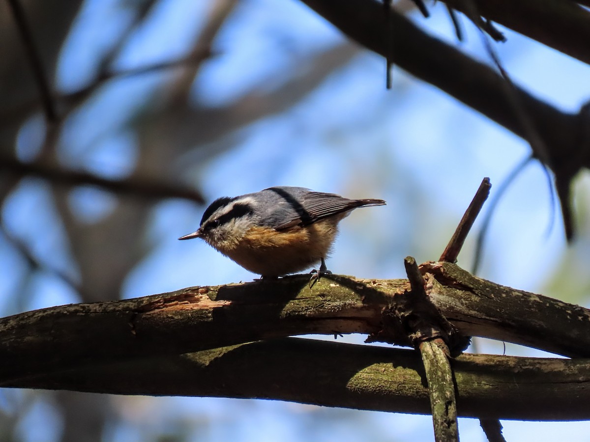 Red-breasted Nuthatch - ML543836861