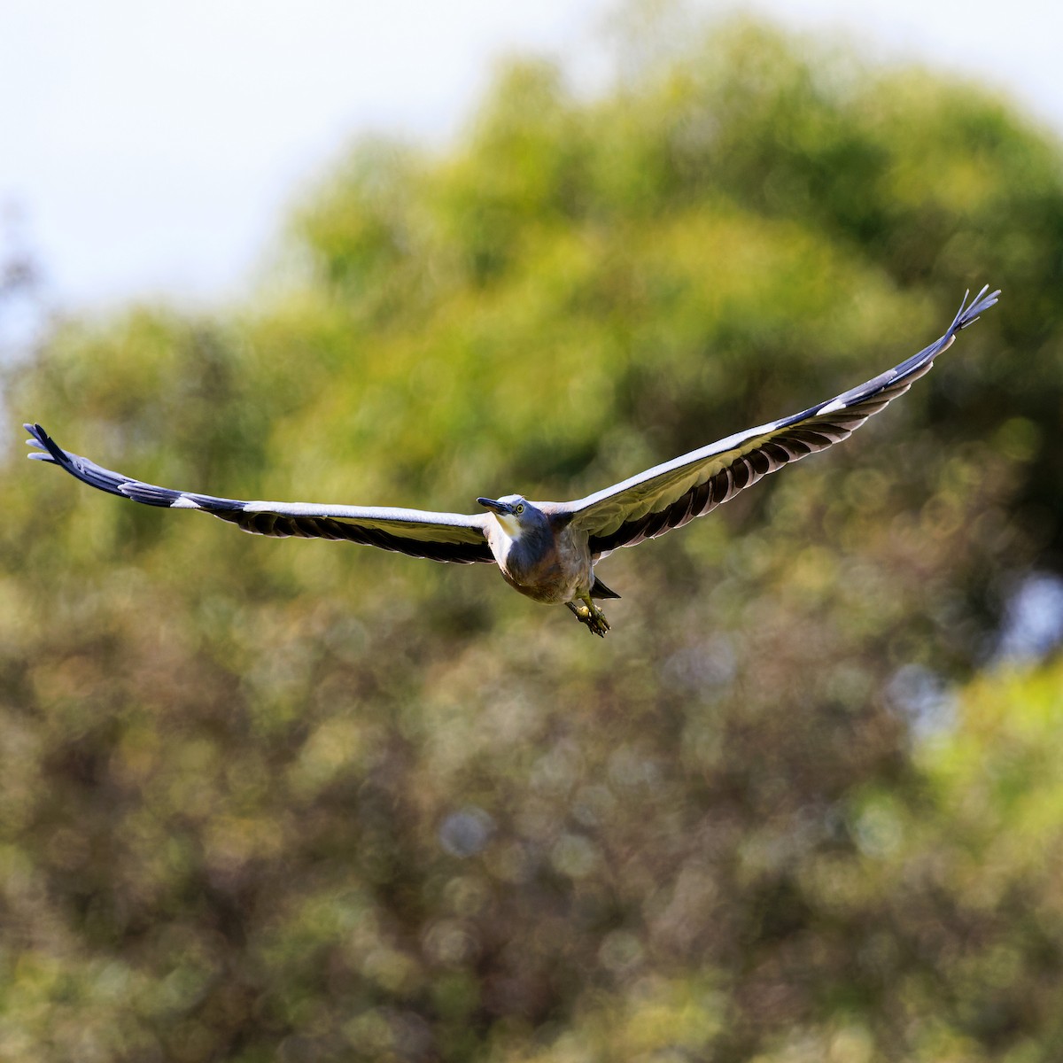 White-faced Heron - ML543837801