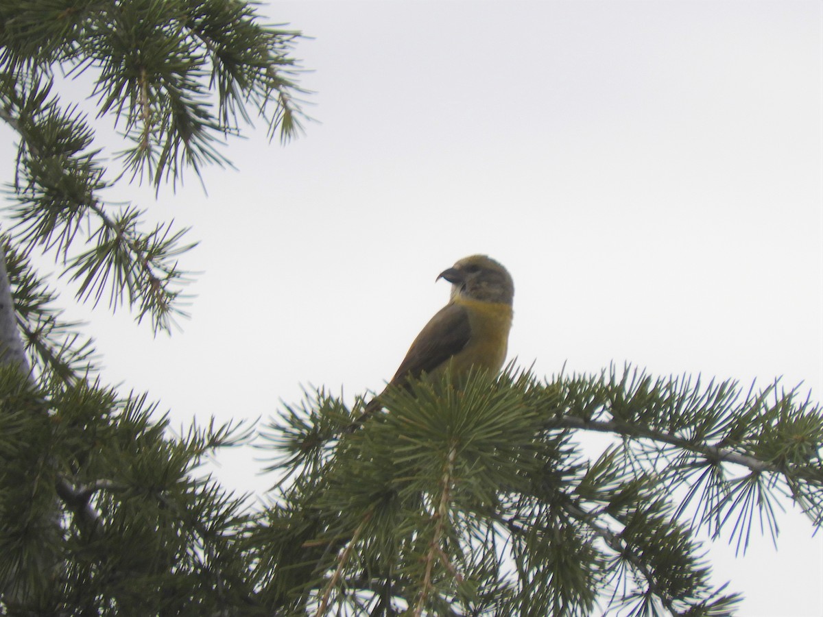 Red Crossbill - ML543838221