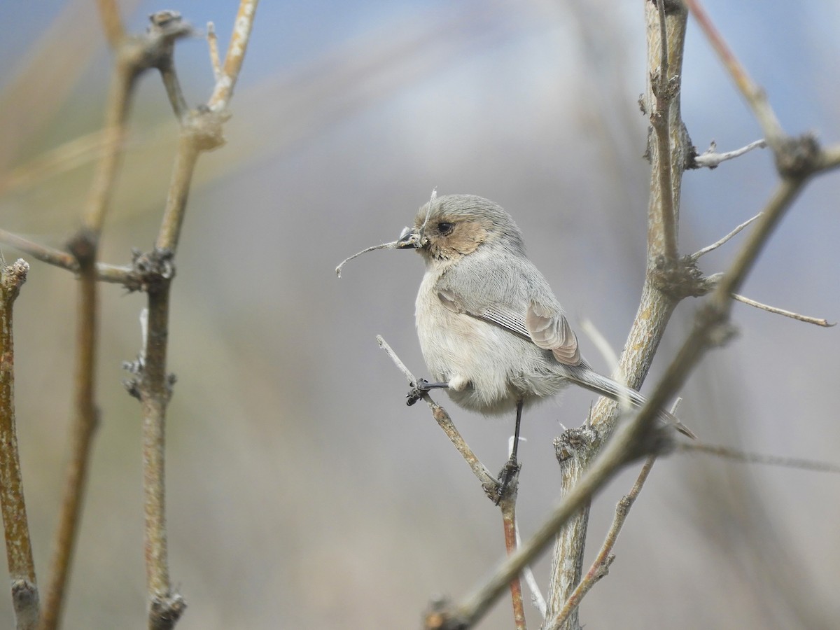 Bushtit - ML543838251